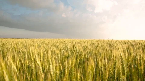 Field of yellow wheat spikelets. Stormy clouds on the background on the wheat Stock Footage 119657162