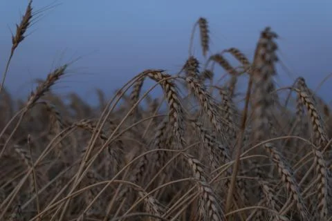Field of yellow wheat on thin stems during summer sunset with a blue sky on t Stock Photos