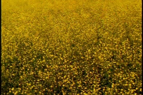 A field of yellow wildflowers Stock Footage 10579400