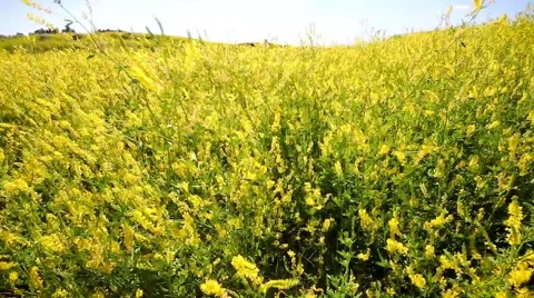 Field of yellow wildflowers in Makoshika State Park, Montana Stock Footage