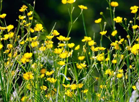 Field of yellowcup Stock Photos
