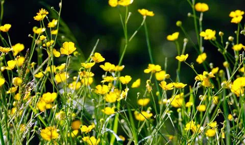 Field of yellowcup Stock Photos