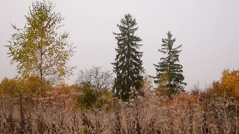 Field, young birch two big spruce trees, image of autumn Stock Footage 117346295