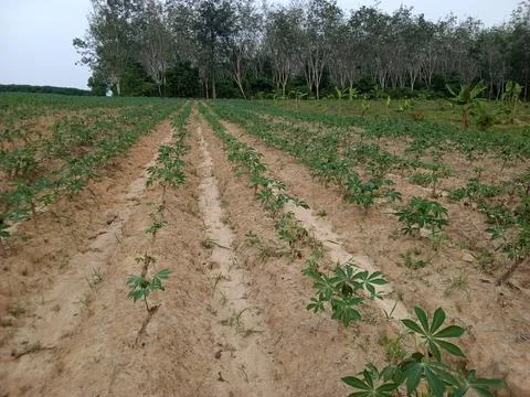 A field of young cassava planted Stock Photos