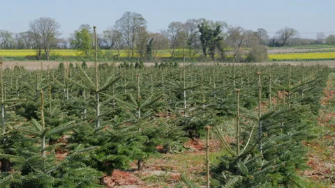 Field of young Christmas trees growing Stock Footage 187260992