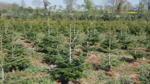 Field of young Christmas trees growing Vidéo 194048369