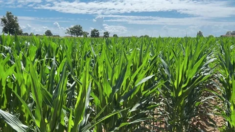 Field of young corn on blue sky and white clouds in the Po Valley Stock Footage 282667179