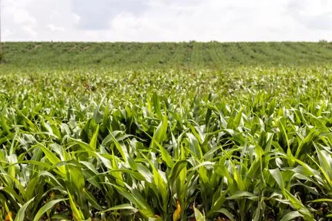 Field of young corn. Farmer's agriculture. Stock Photos