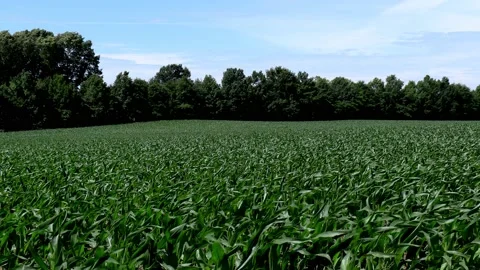 Field of young corn Stock Footage 155944938