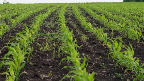 A Field of Young Corn Stock Footage 244697274