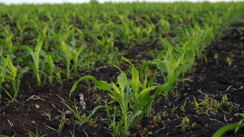 A Field of Young Corn Stock Footage 244699265