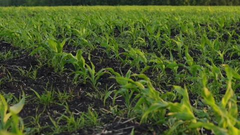 A Field of Young Corn Stock Footage 244722549