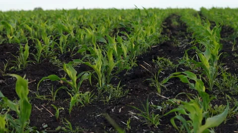 A Field of Young Corn Stock Footage 244723178