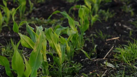 A Field of Young Corn Stock Footage 244723217