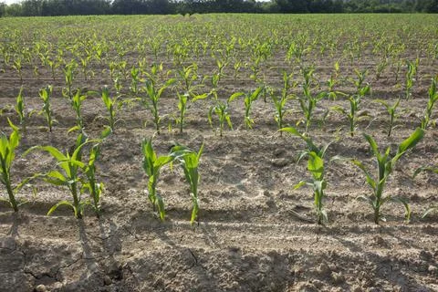 Field of young corn or maize Stock Photos