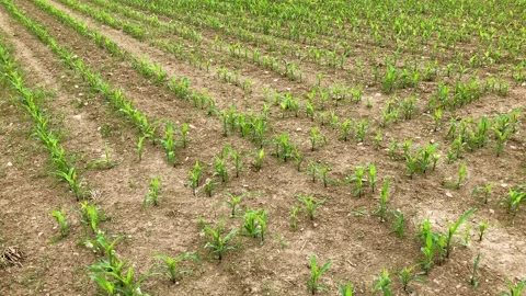 Field with young corn plants Stock Footage 196178976