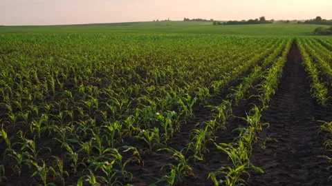 A field of young corn plants growing in rows. Stock Footage 286990875