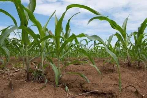Field of young corn plants Stock Photos