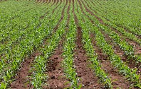 Field of young corn plants Stock Photos