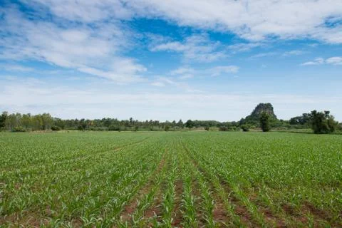 Field of young corn plants Stock Photos
