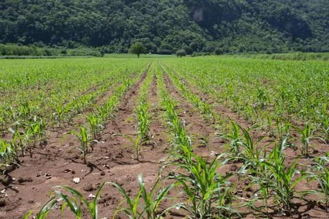 Field of young corn plants Stock Photos