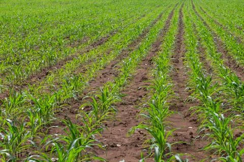 Field of young corn plants Stock Photos