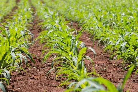 Field of young corn plants Stock Photos