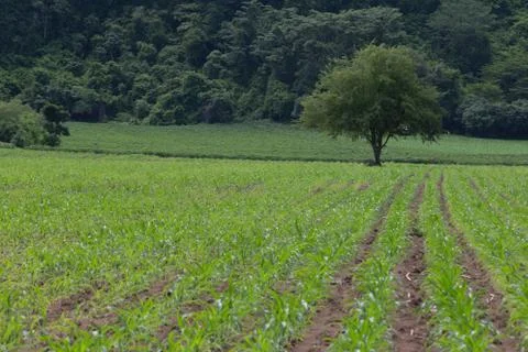 Field of young corn plants Stock Photos
