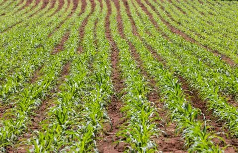 Field of young corn plants Stock Photos