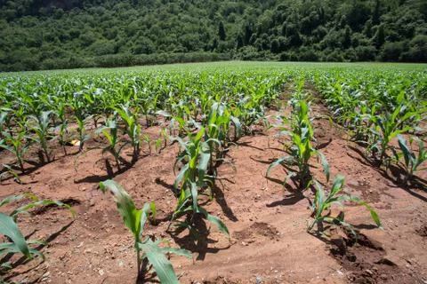 Field of young corn plants Stock Photos