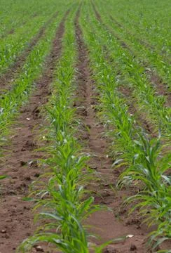 Field of young corn plants Stock Photos