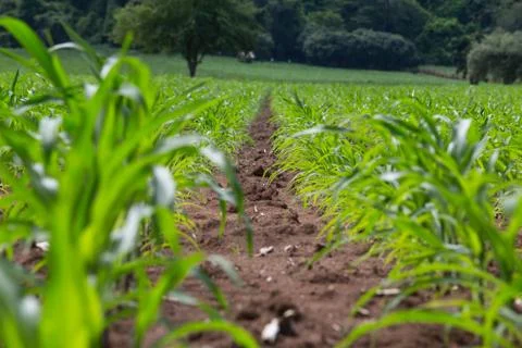 Field of young corn plants Stock Photos