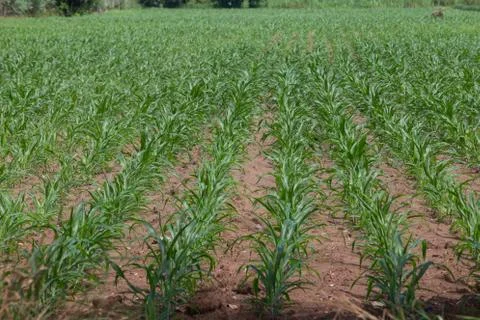 Field of young corn plants Stock Photos