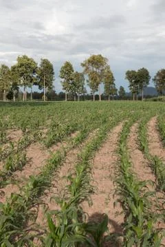 Field of young corn plants Stock Photos