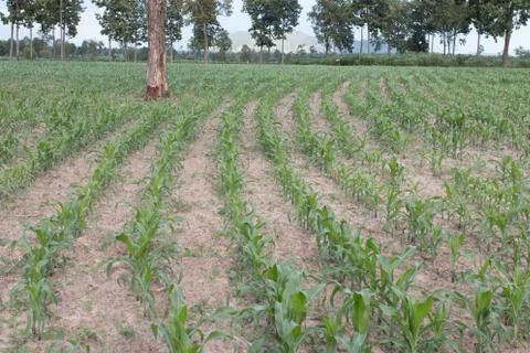 Field of young corn plants Stock Photos