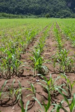 Field of young corn plants Stock Photos