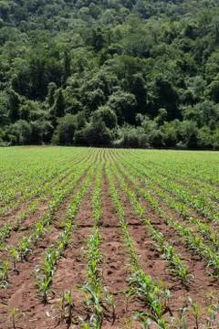 Field of young corn plants Stock Photos