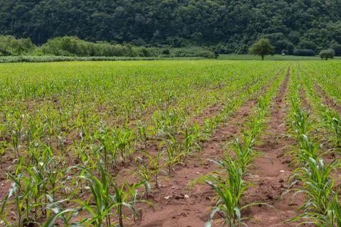 Field of young corn plants Stock Photos