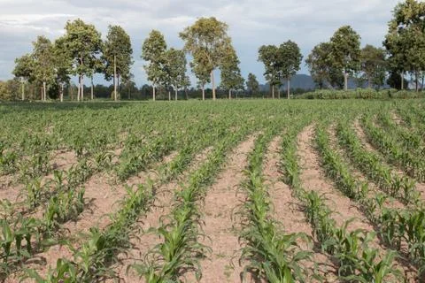 Field of young corn plants Foto stock