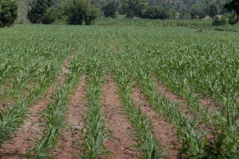 Field of young corn plants Stock Photos