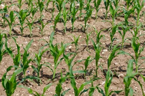 Field of Young Corn Plants Stock Photos