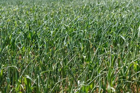 Field of Young Corn Plants Stock Photos