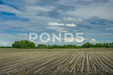 Field with young corn plants, trees and clouds in the sky Stock Photos