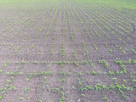 Field of young corn. Shoots of corn on the field. Fodder corn for silage. Foto stock