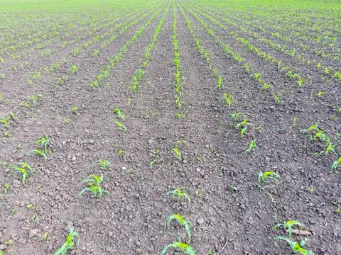 Field of young corn. Shoots of corn on the field. Fodder corn for silage. Stock Photos