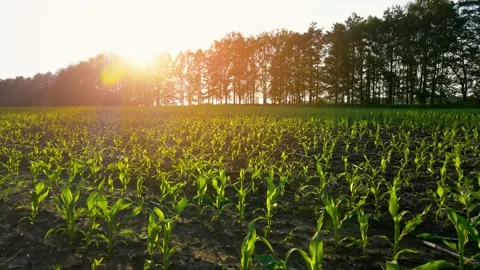 A field with young corn shoots at sunset. Farm land. Green sprouts in rows Stock Footage 156412073