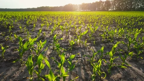 A field with young corn shoots at sunset. Farm land. Green sprouts in rows Stock Footage 156412141