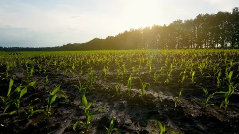 A field with young corn shoots at sunset. Farm land. Green sprouts in rows. Low Video stock 156837906