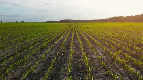 A field with young corn shoots at sunset. Farm land. Green sprouts in rows Stock Footage 157188015