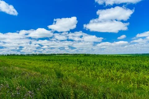 Field of the young corn on summer Stock Photos